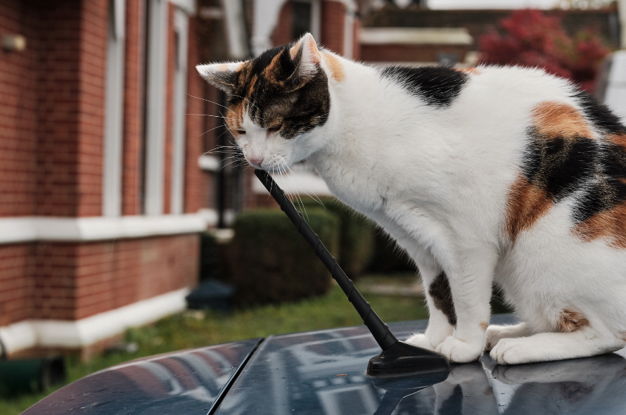How to get a sales cat out of a car